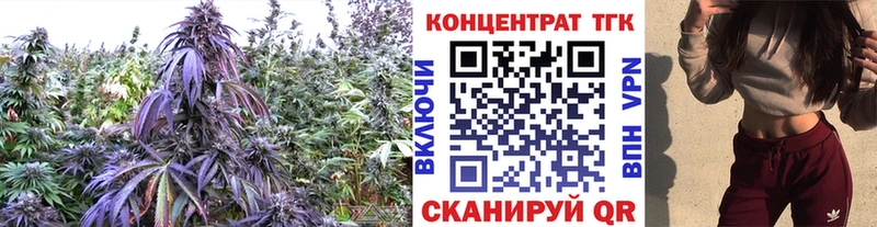 ТГК концентрат  Купить  Аксай 